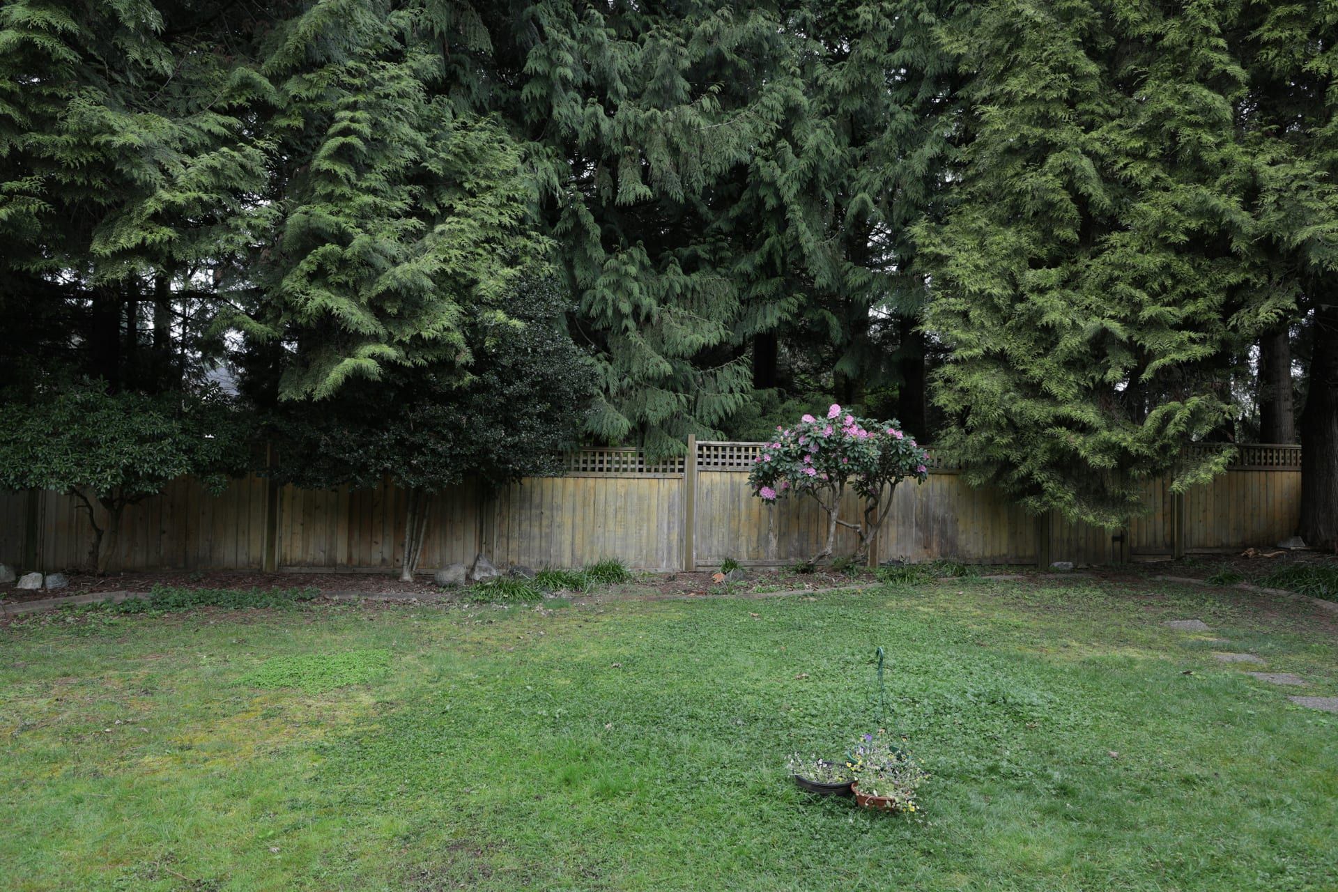 Black vinyl-coated chain-link fence around a dog yard